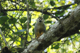 Guianan Squirrel Monkey (Saimiri sciureus sciureus) Suriname - Commewijne, Peperpot Nature Reserve