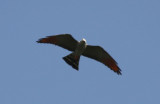 Plumbeous Kite (Ictinia plumbea) Suriname - Para, Powakka