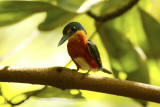 American Pygmy Kingfisher (Chloroceryle aenea) Suriname - Commewijne, Warappakreek
