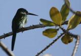Bronzy Jacamar (Galbula leucogastra) Suriname - Para, Powakka