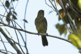 Forest Elaenia (Myiopagis gaimardii) Suriname - Para, Powakka