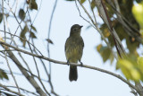 Forest Elaenia (Myiopagis gaimardii) Suriname - Para, Powakka