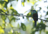 Green-tailed Jacamar (Galbula galbula) Suriname - Commewijne, Peperpot Nature Reserve