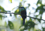Green-tailed Jacamar (Galbula galbula) Suriname - Commewijne, Peperpot Nature Reserve