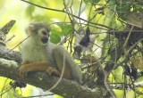 Guianan Squirrel Monkey (Saimiri sciureus sciureus) Suriname - Commewijne, Peperpot Nature Reserve