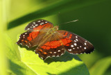 Red Peacock (Anartia amathea) Suriname - Commewijne, Peperpot Nature Reserve