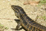 Black Tegu (Tupinambis teguixin) Suriname - Commewijne, Peperpot Nature Reserve