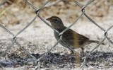 Passeriformes: Passerellidae - New World Sparrows
