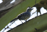 Barred Antshrike (Thamnophilus doliatus doliatus) *Male* Suriname - Commewijne, Plantage Bakkie