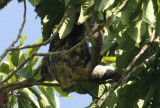 Pale-throated Three-toed Sloth (Bradypus tridactylus) Suriname - Commewijne, Peperpot Nature Reserve