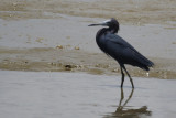 Little Blue Heron (Egretta caerulea) Suriname - Paramaribo, Weg Naar Zee