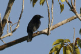 Passeriformes: Thraupidae - Tanagers and allies