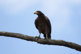 Rufous Crab Hawk (Buteogallus aequinoctialis) Suriname - Commewijne, Warappakreek
