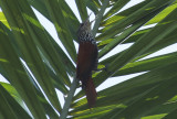 Point-tailed Palmcreeper (Berlepschia rikeri) Suriname - Airport