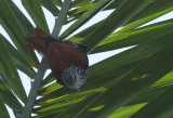 Point-tailed Palmcreeper (Berlepschia rikeri) Suriname - Airport