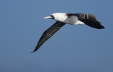 Suliformes: Sulidae - Gannets, Boobies