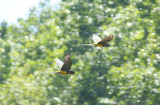 Psittaciformes: Psittacidae - African & New World Parrots