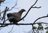 Columbiformes: Columbidae - Doves, Pigeons