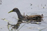 Spotted Rail (Pardirallus maculatus)