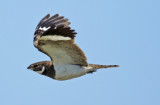 Nacunda Nighthawk (Chordeiles nacunda)