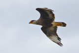 Southern Crested Caracara (Caracara plancus)