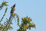 Coliiformes: Coliidae - Mousebirds