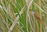 Curve-billed Reedhaunter (Limnornis curvirostris)