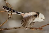 Stjärtmes / Long-tailed tit
