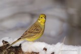 Gulsparv / Yellowhammer
