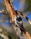 Vitryggig hackspett / White-backed Woodpecker