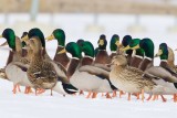 Gräsand / Mallard