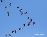Sädgås / Bean Goose