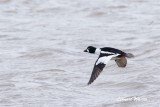 Knipa / Common Goldeneye