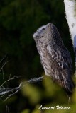 Lappuggla / Great Grey Owl