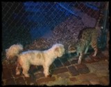 kitty_kats