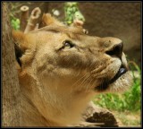 WILD AT THE ZOO