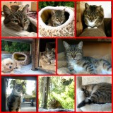 kitty_kats