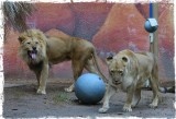 WILD AT THE ZOO
