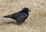 Crows & Jays