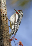 Yellow-bellied Sapsucker