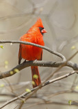 cardinal