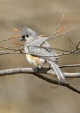 Tufted Titmouse