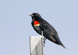 Red-winged Blackbird