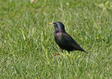 Mimids, Waxwings, Starling