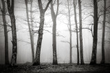 shenandoah_np_trees
