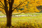 virginia_arboretum
