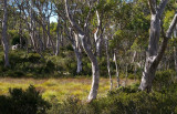 # Tasmania #