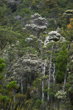 # Cradle Mountain #