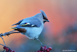 Bohemian Waxwing