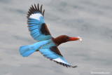 White-throated Kingfisher